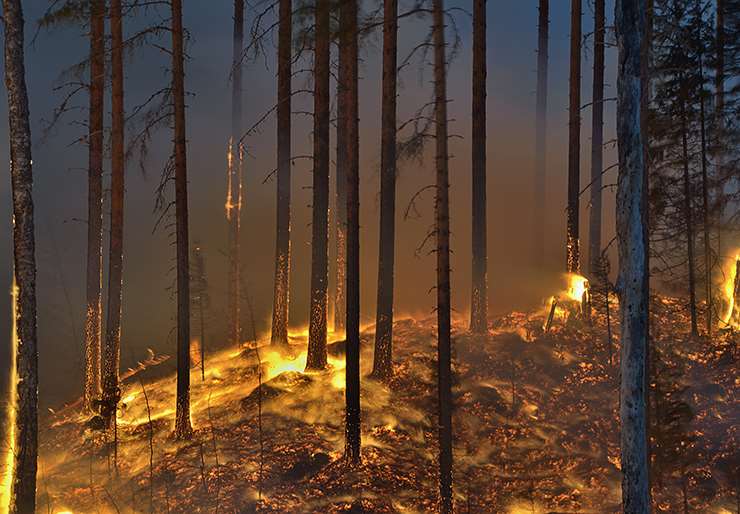 How to tackle a forest fire